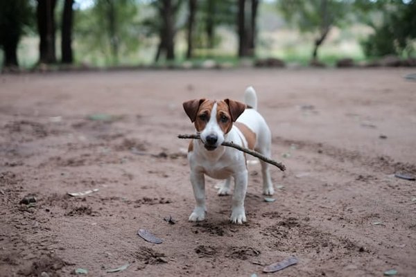 Quali esercizi di agilità sono più adatti per un Jack Russell Terrier in uno spazio esterno limitato?