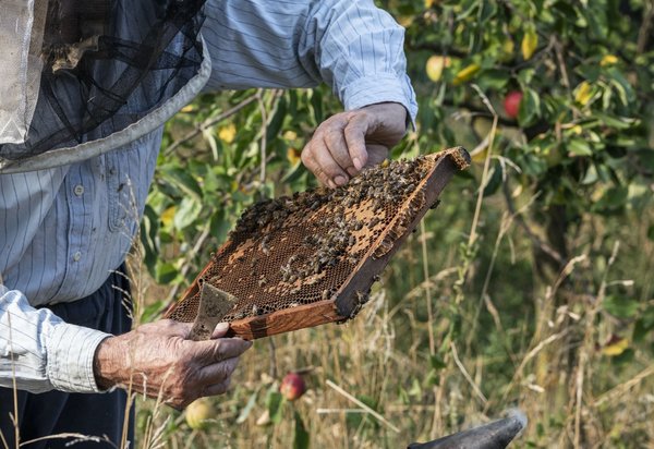 Quale è la migliore varietà di miele per potenziare la resistenza immunitaria?